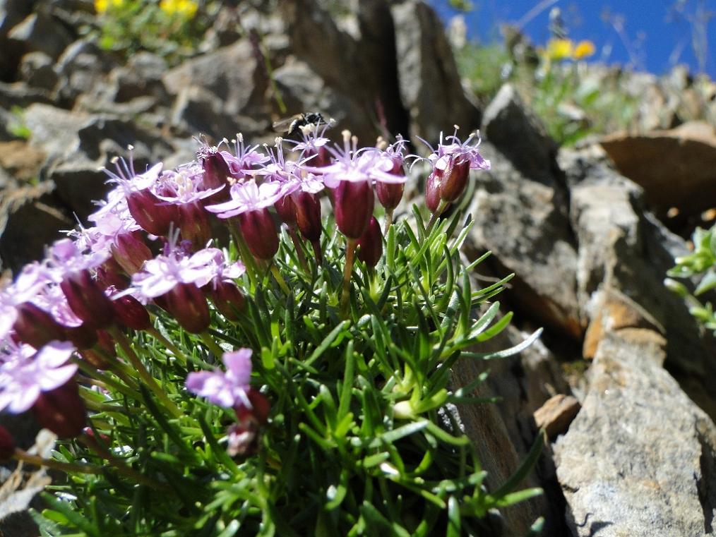 Silene acaulis subsp. cenisia / Silene a cuscinetto